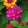 thumbnail image 3 of 2.5 in. Lantana Bloomify Rose Plant (3-Pack), 3 of 13