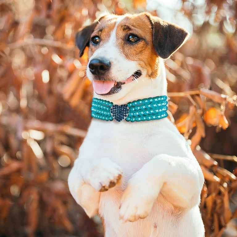 Diamond soft dog food sales