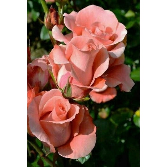 10 Salmon Rose Seeds Flower Bush Perennial Shrub Flowers Seed 1293 US SELLER
