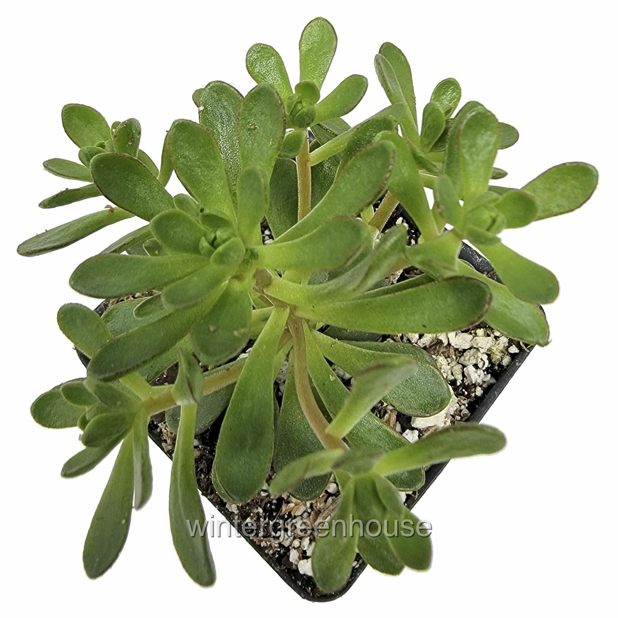 Aeonium Lindleyi Var. Viscatum, Irish Bouquet, Saucer Plant - Pot Size: 3" (2.6x3.5") - Plants, Succulents - image 3 of 6