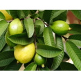 thumbnail image 3 of SW Guava 50gram Leaves, 3 of 4
