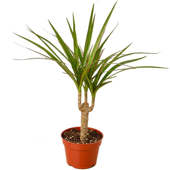 Dracaena Marginata Cane Live Plant for Indoor | Different Houseplants in 4'' & 6'' Pot | Real House Plant for Living Room, Office, Desk & Bathroom | Dragon Tree