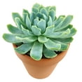 thumbnail image 6 of Echeveria Elegans (4"+ Plastic Pot) - Mexican Snowballs - Tiny, Lovely, Easy to Care Rosette Succulents - Live Succulents for Indoor Places, 6 of 8