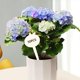 thumbnail image 4 of Paquete de 50 Etiquetas Zulema para Plantas Hierbas Suculentas en Forma de T, 4 of 8
