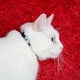 thumbnail image 5 of Collar para gatos con cascabel, colores variados, collar reflectante para mascotas, collar para gatos que se escapan (12), 5 of 5