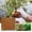 D, variant on Nbyglhh Coconut Coir Bricks 1Pack Organic Potting Soil for Plants Seed Starting Garden Growing Medium Hydroponics Mulch Soil Amendment for Vegetables Flowers Herb Gardening