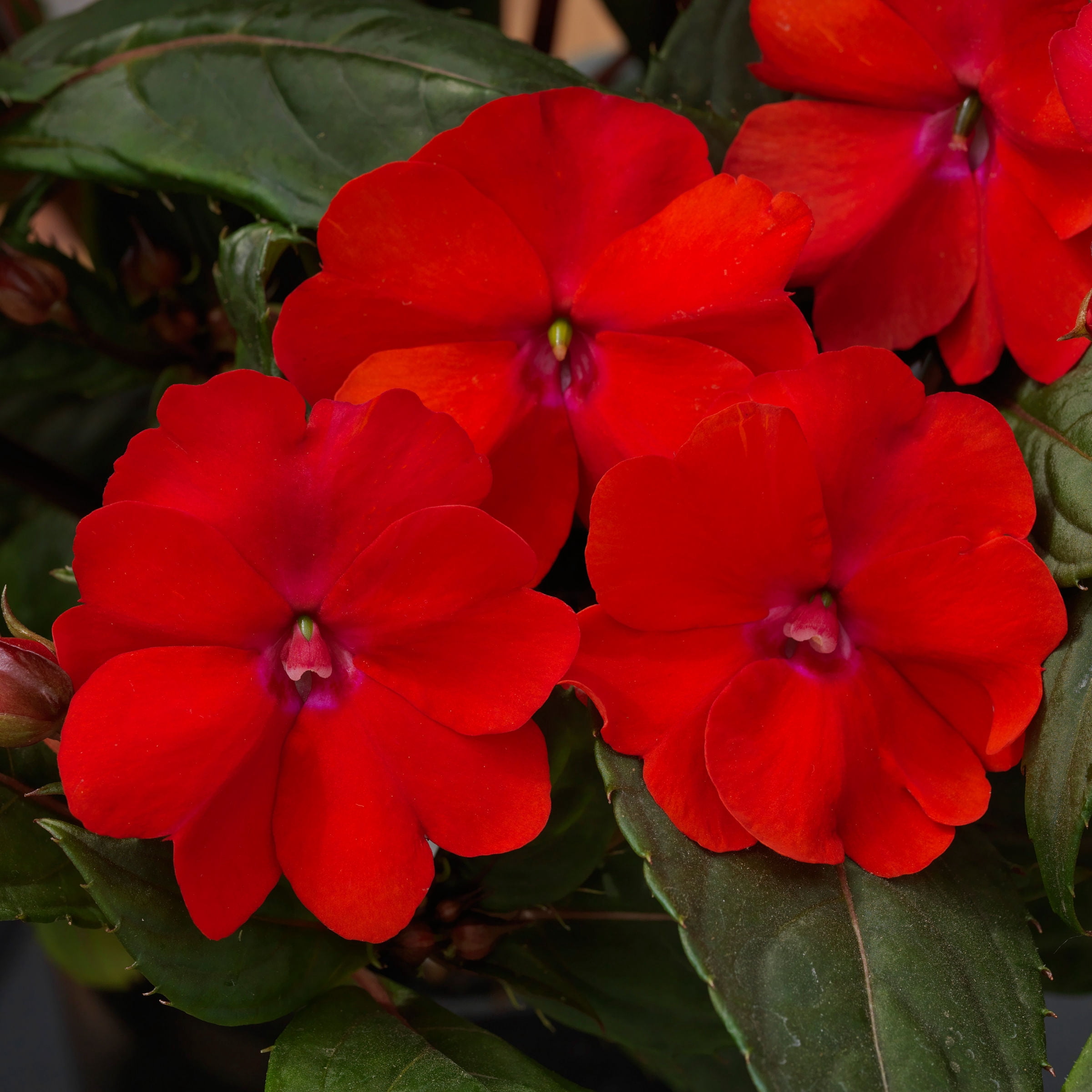 4 in. Sunpatiens® 'Summer Salsa Mix' Live Annual with Full Sun-4 Piece