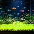 thumbnail image 6 of Forestwhale 0.59" Glow in the Dark Pebbles 200 Pcs Luminous Garden Stones Resin Glowing Rocks for Outdoor Landscaping Aquarium Decor and Succulent Planters Blue, 6 of 9