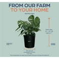 thumbnail image 4 of Nature's Way Farms Philodendron Monstera Live Plant (25-30 inches tall) in growers pot, 4 of 5