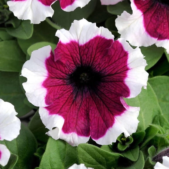 Petunia - Dream Series Flower Garden Seed - 1000 Pelleted Seeds - Burgundy Picotee (White Tips) Blooms - Annual Flowers - Single Grandiflora Petunias