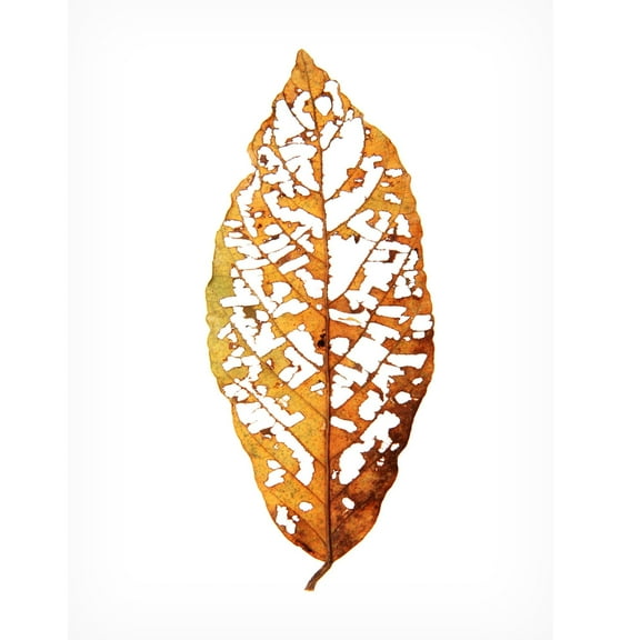 Trademark Fine Art Shot by Clint Rainforst Leaf 01 Canvas Wall Art