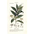 thumbnail image 2 of Bay Laurel  Laurus Nobilis Poster Print By ?? Florilegius Mary Evans, 2 of 2