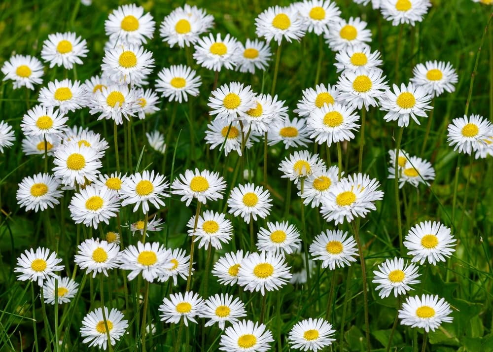 Daisy Wildflower Plants for Planting- Healthy Rootstock, Beautiful Wildflower Rootstock, Not Seeds (5 Plants)