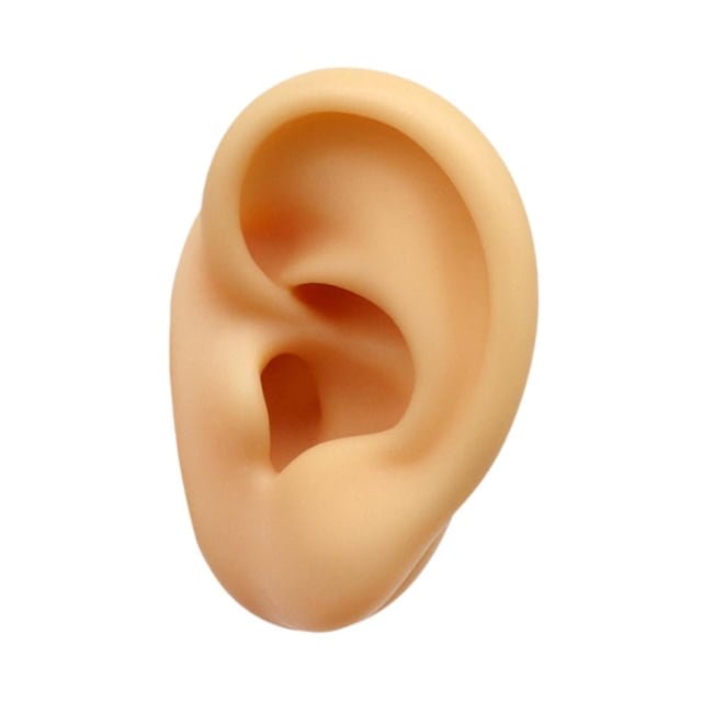 Modelo de oreja de silicona Artificial falso flexible para pendientes Simulación de exhibición para exhibición de fotografía Show Tool de enseñanza Oreja derecha