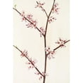 thumbnail image 2 of Mary Vaux Walcott 18x24 Gold Ornate Framed and Double Matted Museum Art Print Titled - Redbud. (Cercis Canadensis) (1925), 2 of 4