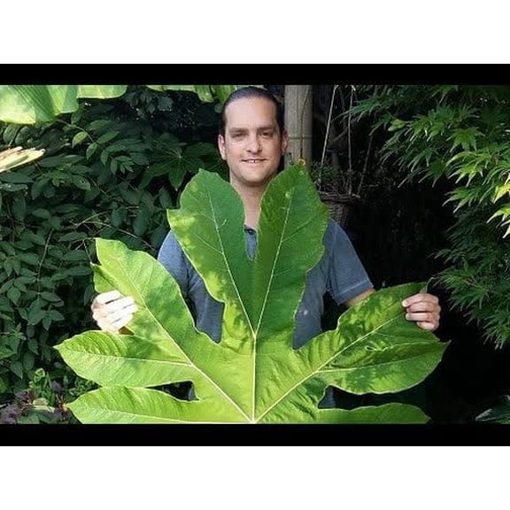 Giant Rice Paper Plant Seeds for Growing - 5 Seeds - Tetrapanax papyrifer