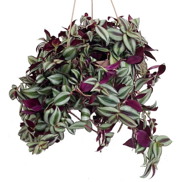 Purple Wandering Jew 6" Hanging Pot Easy to Grow House