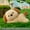 dog, variant on Cute Cuddy Plush Animal Series Stuffed Animals - Soft Bodied Animal Doll Office Companion