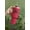 Red, variant on The HUSTLEY™ Quencher Tumbler (40oz) | Insulated  Great For Travel | Removable Straw  Lid Included | 4 Colors
