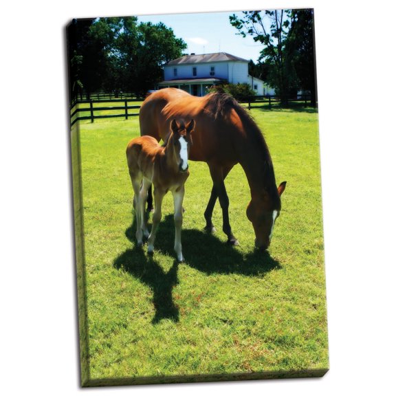Gango Home Decor Mare & Foal I by Alan Hausenflock (Ready to Hang); One 24x36in Hand-Stretched Canvas