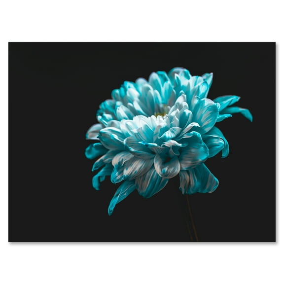 Designart ' Close Up Of White and Pure Blue Daisy Flower II ' Traditional Canvas Wall Art Print