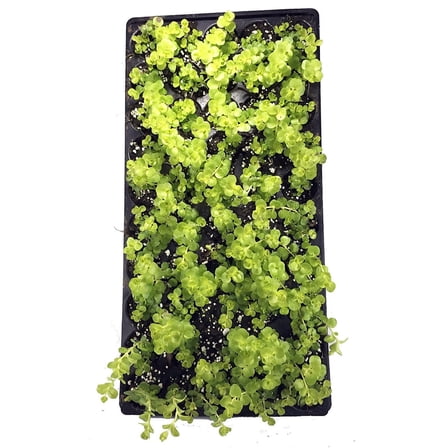 Goldilocks Moneywort Plant - Lysimachia - Creeping Jenny - 48 Plants -1 3/4" Pots