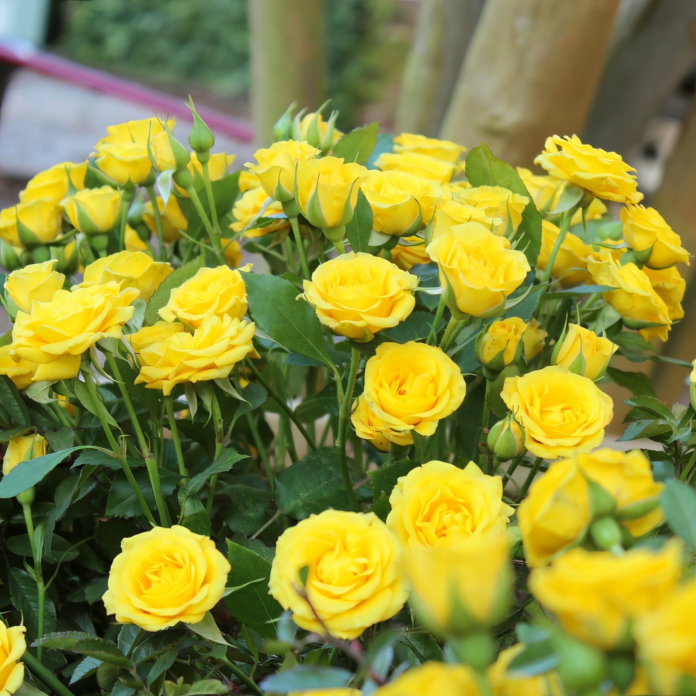 National Plant Network Live Shrub 4" Mini Rose Rise and Shine (3-Pack) with Full SUnlight
