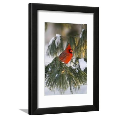 Black And White Bird Pictures Northern Cardinal Male in White Pine Tree in Winter, Marion County, Illinois Red Bird Photo Framed Print Wall Art By Richard and Susan Day ()
