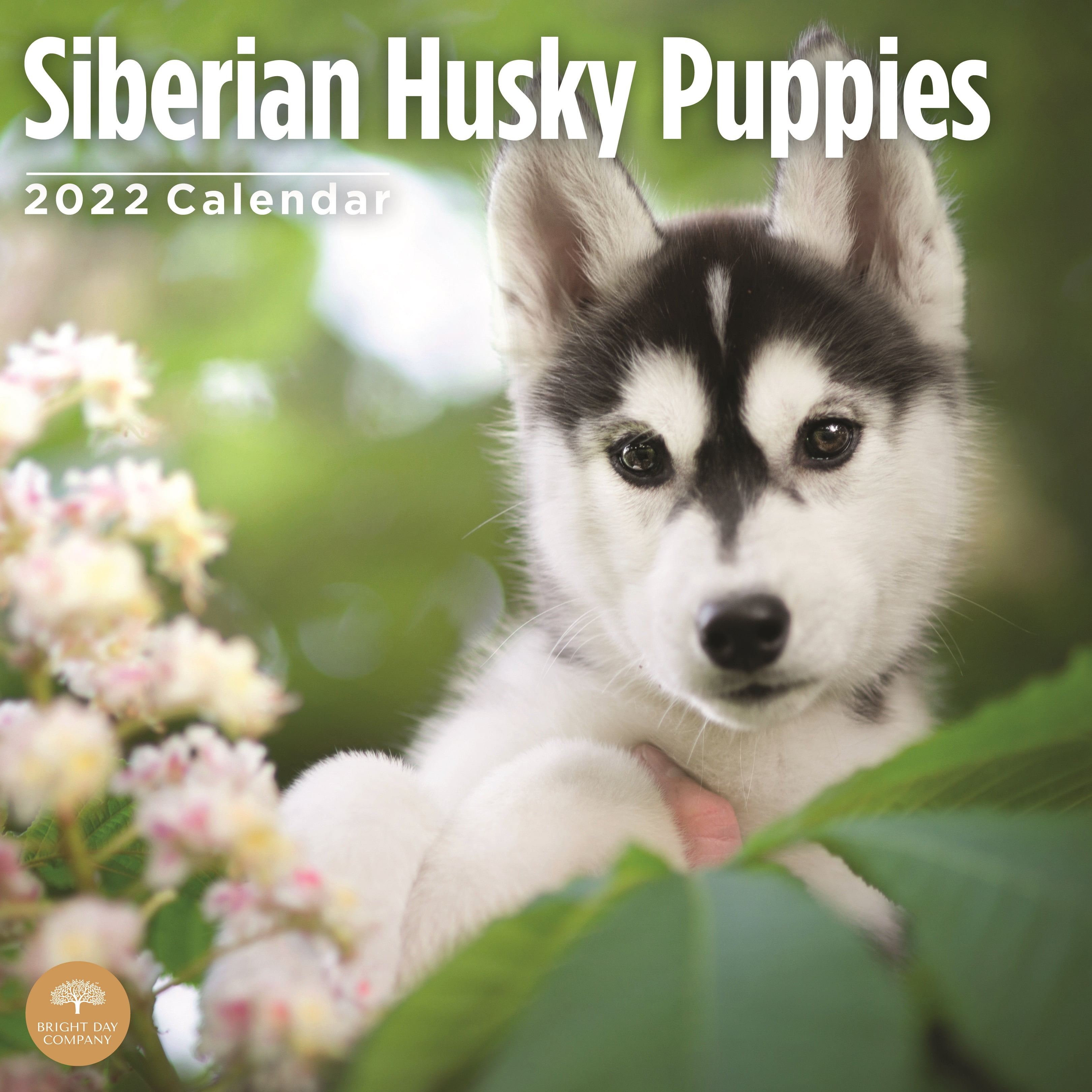12 x 12 Inch 2022 Siberian Huskies Wall Calendar by Bright Day Cute Dog Puppy