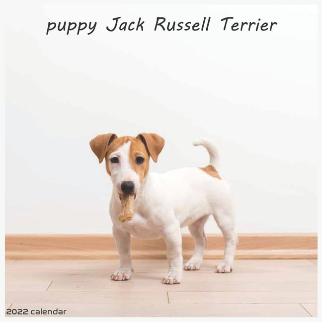 Build Your Own Jack Russell Gift Premium Puzzle Game Toy