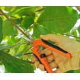 thumbnail image 4 of Tijeras de jardinería manuales profesionales G85 acero inoxidable naranja negro tijeras de jardinería rectas embalaje de tarjeta (naranja) JAMW Sencillez, 4 of 5