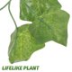 thumbnail image 3 of Planta artificial de hiedra para reptiles, enredadera para reptiles, decoración de hábitat trepador., 3 of 7