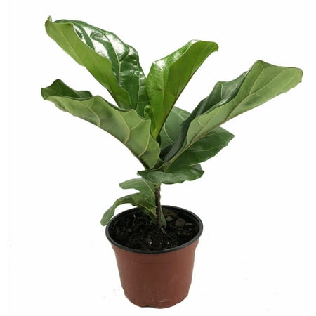 Hirt's Fiddleleaf Fig Tree - Ficus - Great Indoor Tree - Easy - 6" Pot