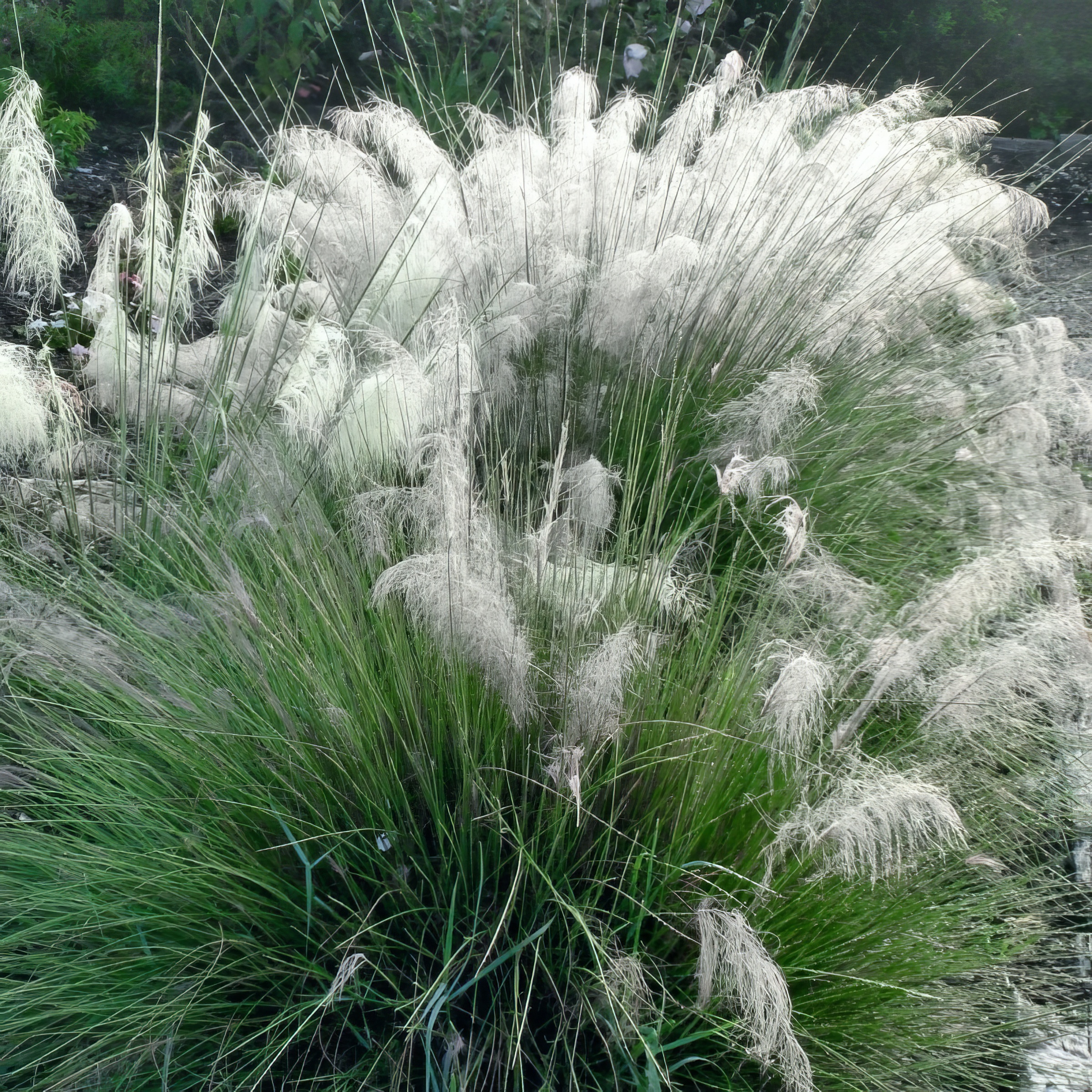 National Plant Network 3 gal. White Cloud Muhly Grass Plant