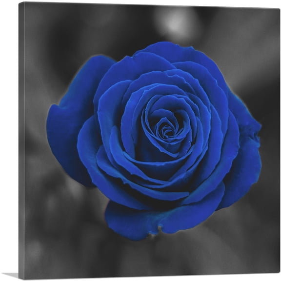 ARTCANVAS Navy Blue Rose Flower In Garden Canvas Art Print - Size: 18" x 18" (0.75" Deep)