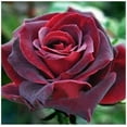 thumbnail image 2 of 30 Rare Seed-True Blood Rose Seeds For Planting Red Black #1078-Authentic Seeds-Flowers-Rose seeds-Herb-Vegetable-Mix Seeds for Plant- B3G1, 2 of 3
