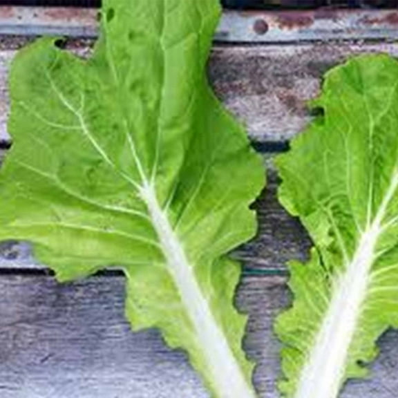 Tokyo Bekana Mustard Seed 4 Gram ~1800 Seeds – Non-GMO Asian Green – Microgreen to Mature – Fast-Growing, Tender Leaves – Baby Greens, Salads, Stir-Fries – Brassica rapa – 21–45 Days – Easy