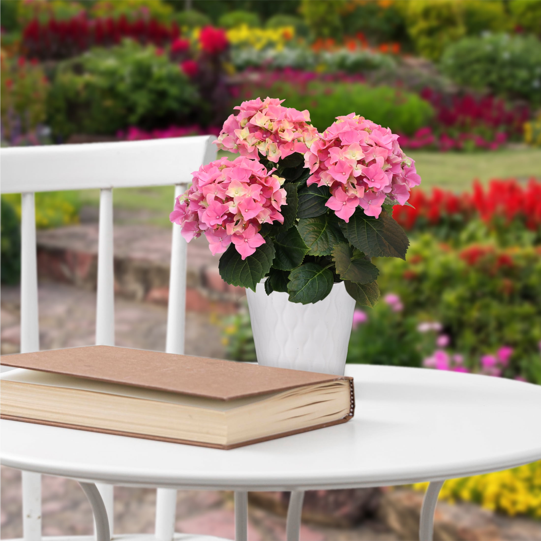 5in Pink Hydrangea in White Ceramic Pot Live Plant