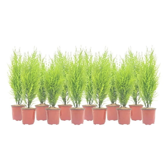 12-PK Live Dwarf Lemon Cypress, Cupressus macrocarpa ‘Goldcrest Wilma,’ Live Indoor Tree, Houseplant, Garden Plant, Fragrant Plant, 4.5-in Pot(s)
