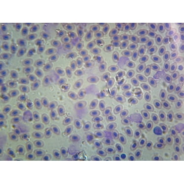 Bird Blood; Smear by Go Science Crazy