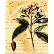 Great BIG Canvas | "Clove" Art Print - 24x30