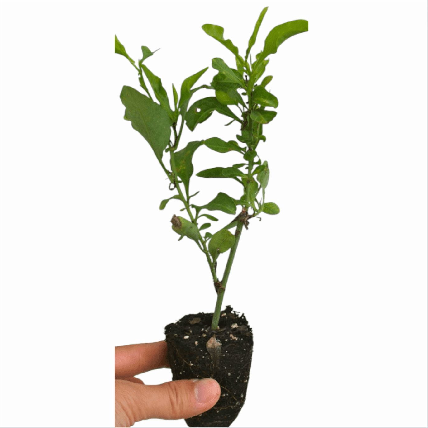 Pack of 2 Imperial Blue Plumbago Auriculata Live Starter Plants, Plumbago Auriculata, Cape Leadwort, Long-Blooming Sky-Blue Flowers, 4 to 6 Inch Tall, No Ship Pot