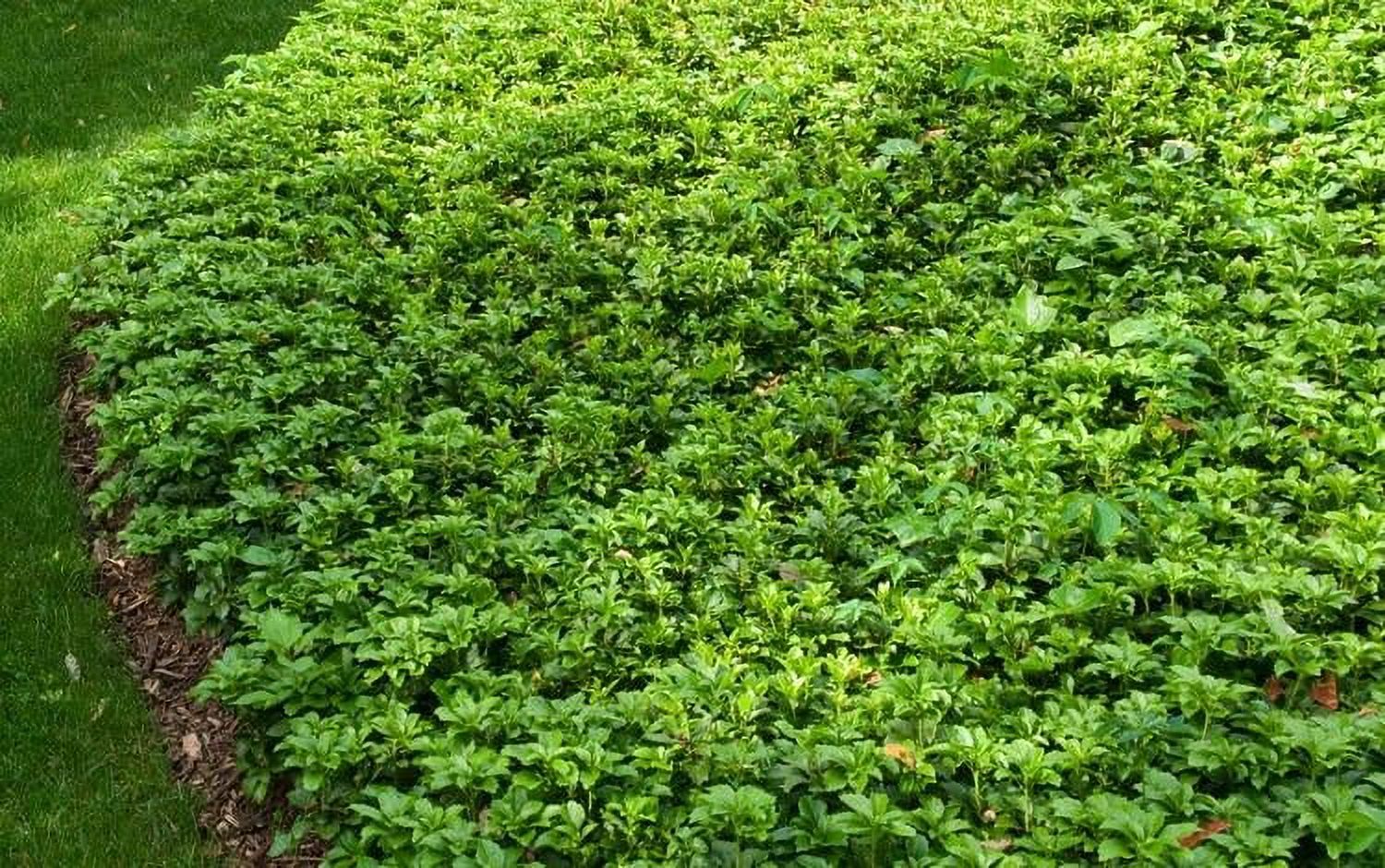 Classy Groundcovers Pachysandra Terminalis 50 Bare Root Plants