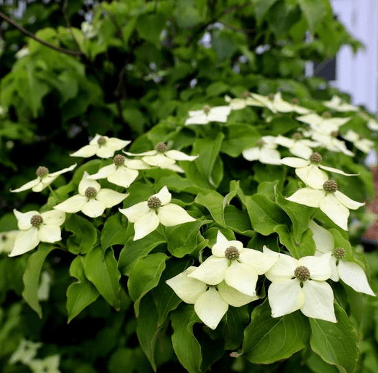 Kousa Dogwood Plant Live for Planting, White Flowing Dogwood Plant for Garden 6 to 12 Inch Tall in 4 Inch Pot
