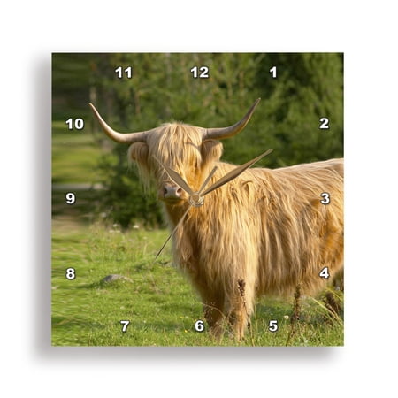 3drose, Hairy Highland Longhorn Cattle, Brown Smaland Sweden - Eu28 Pka0053 - Per Karlsson, 10x10 Wall Clock