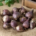 thumbnail image 6 of Allium Bulbs - Ideal for Beds Borders, Plant Pots & Planters, Low Maintenance, 6 of 6