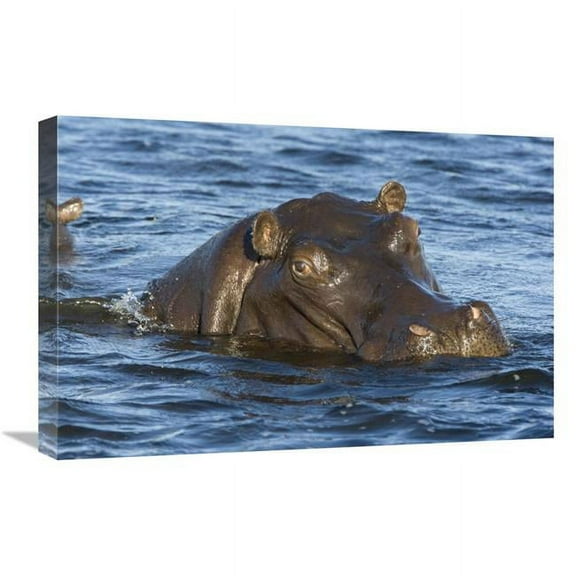 16 x 24 in. Hippopotamus, Northern Botswana Art Print - Suzi Eszterhas