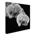thumbnail image 3 of Trademark Fine Art Michael Harrison Orchids Canvas Wall Art - 24x24, 3 of 4