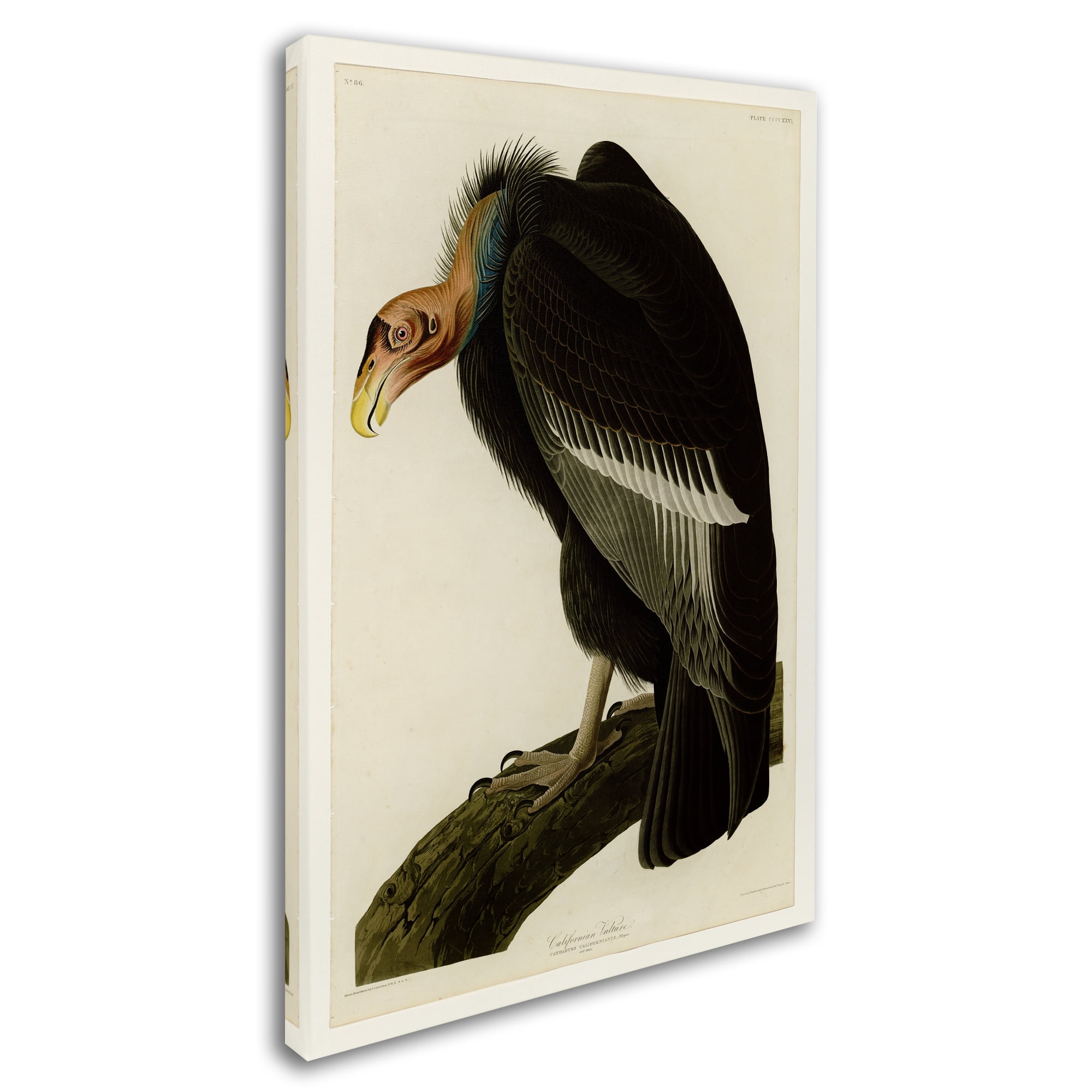 Trademark Fine Art 'Californian Vultureplate 426' Canvas Art by Audubon