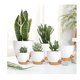 thumbnail image 3 of 7 Pcs Macetas De Plástico Con Riego Automático Para Plantas Malubero BLANCO CAFE, 3 of 5